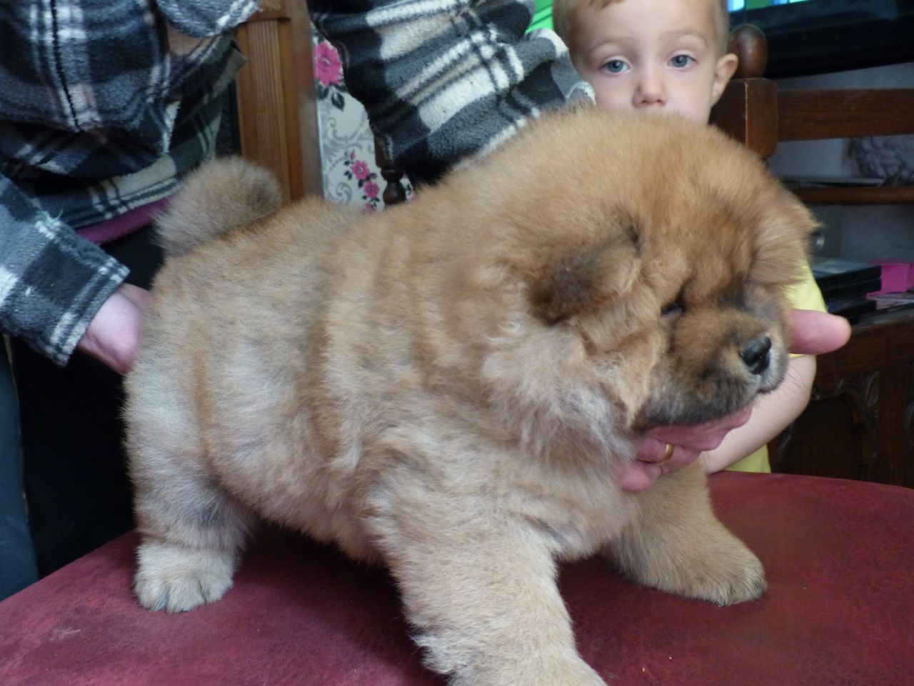  Stunning Chow Chow PUuppies for sale