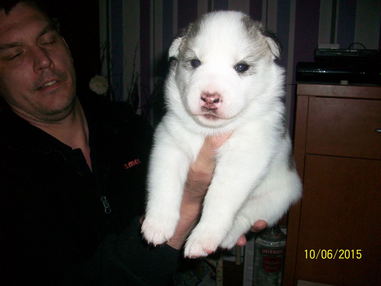 Blue Eyes Siberian Huskies Puppies for sale