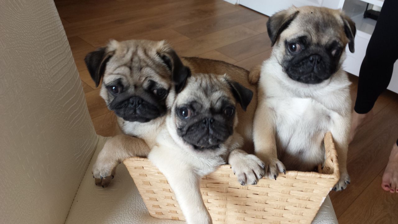 Amazing Pug Puppies for sale