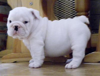 cute lil English bulldog puppy for adoption