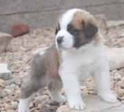 Saint Bernard puppies Adoption