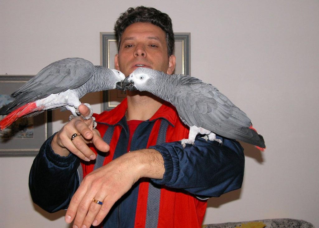 Cute and lovely African Grey parrots for adoption