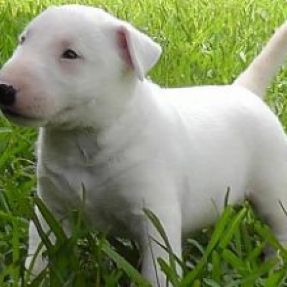bull terrier Puppy for sale