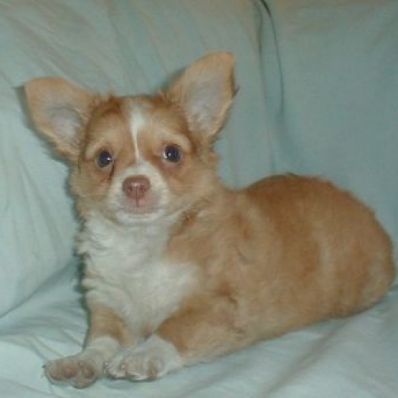 chihuahua puppy long hair,  check the price