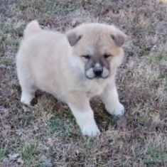 litter of CHOW CHOW, different colors