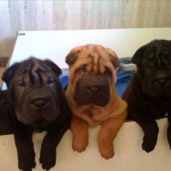 Shar pei puppies of the American line