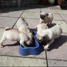 Pug puppies, are delivered from eight weeks of age