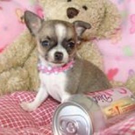 CHIHUAHUA MINI TOY WITH POCKET