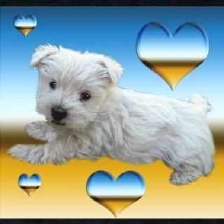 west highland white terrier puppies for sale,  check price