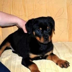 rottweiler pup for sale, check price