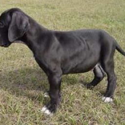 Great Dane puppies, one male and two females
