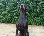Doberrman puppies for sale