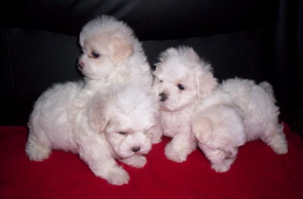 Miniature Poodle puppies