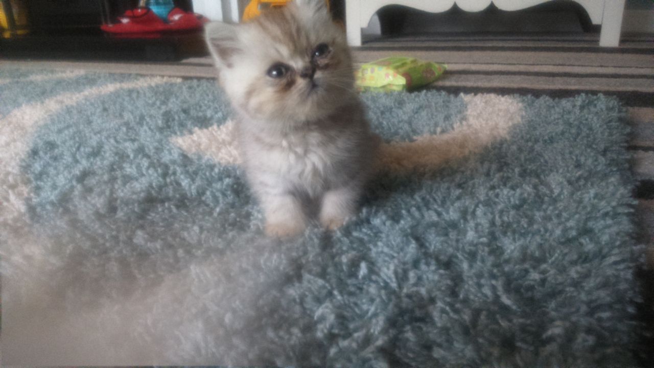 Beautiful Exotic Kittens For Sale