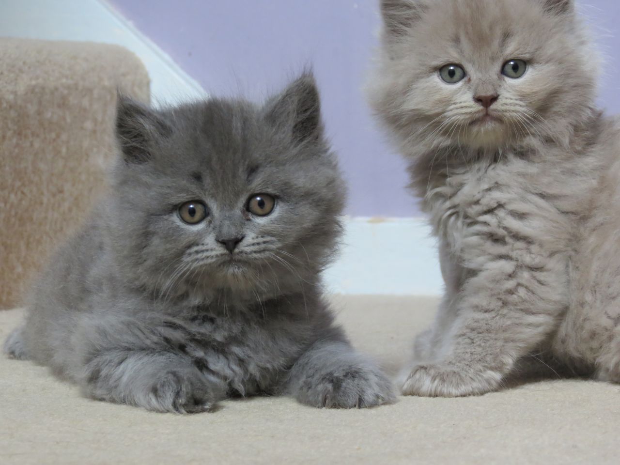  Scottish Fold Kittens