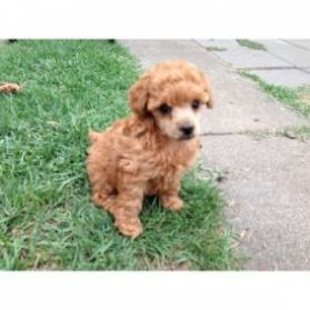 teacup toy poodle puppies for sale