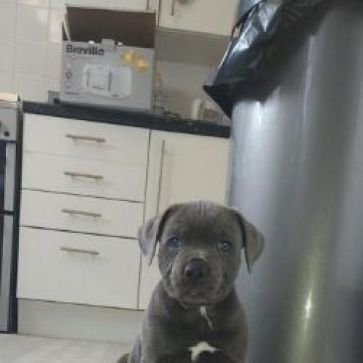 staffy puppy for sale