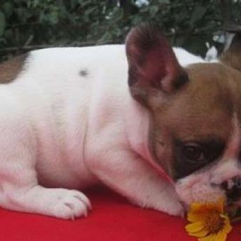 french bulldog akc registered, check price for sale