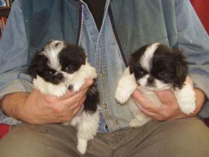  2 Japanese Chin Puppies