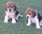 Beagles Breeders