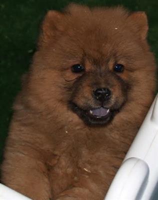 cute chow chow puppies ready for rehomes so you can contact now