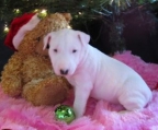 White puppy bull terrier for sale