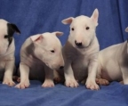 Bull terrier breeder, puppies avaliable, check price